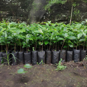 BOLSAS PARA CULTIVO DE CAFÉ