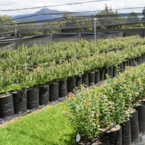 BOLSAS PARA CULTIVO DE ARANDANOS